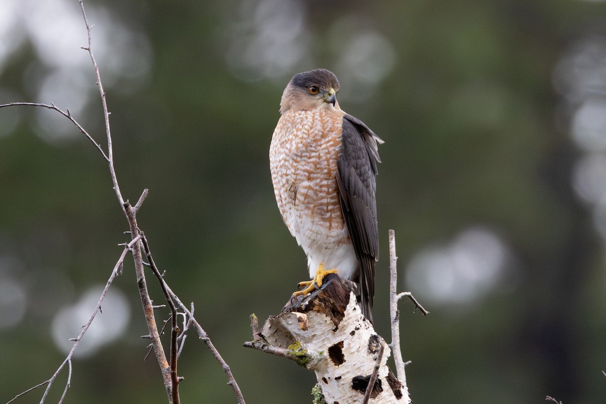 Cooper's Hawk - ML646265816