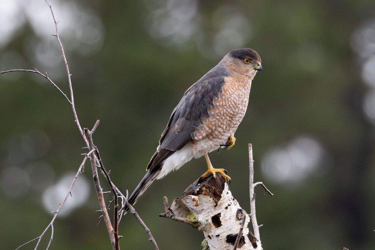 Cooper's Hawk - ML646265818