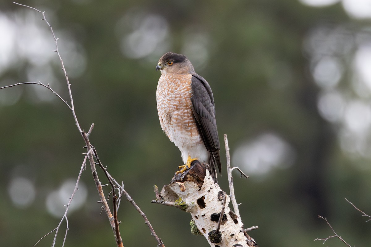Cooper's Hawk - ML646265819