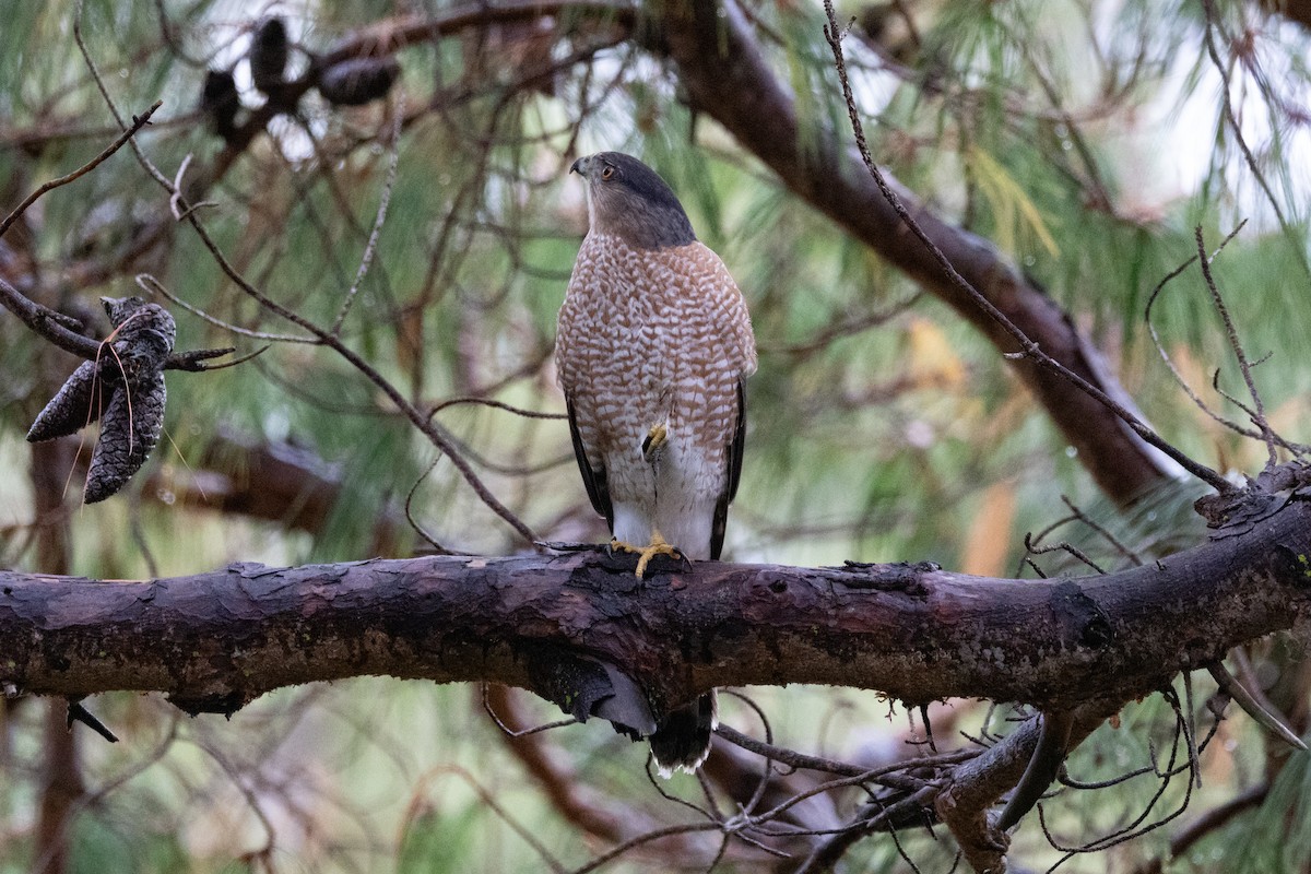 Cooper's Hawk - ML646265821