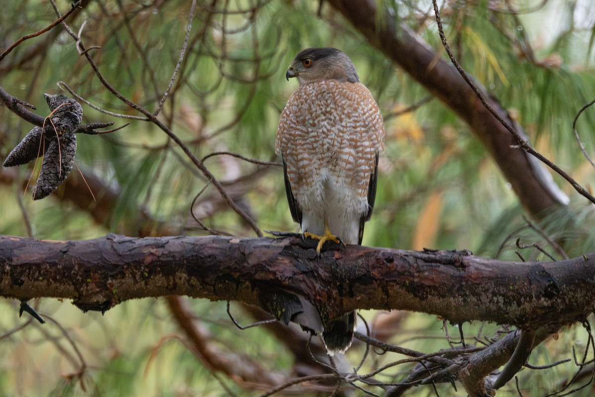 Cooper's Hawk - ML646265823