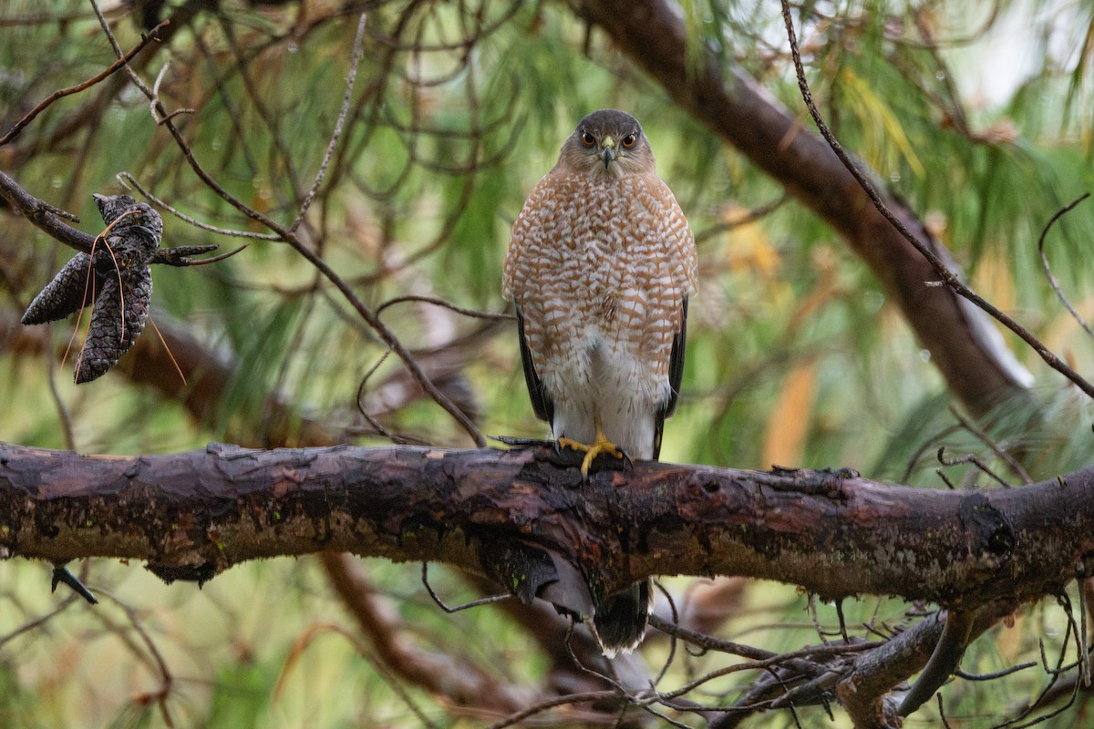 Cooper's Hawk - ML646265824