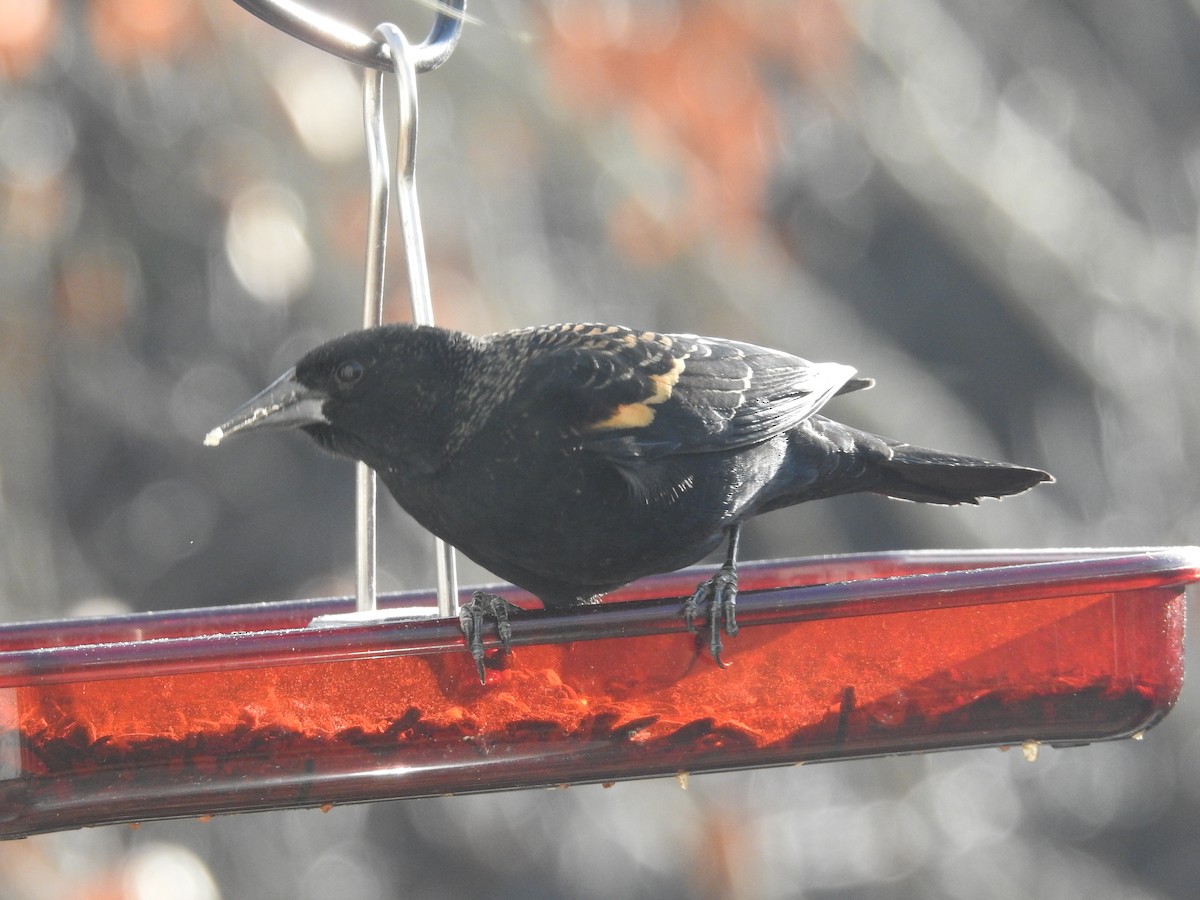 Red-winged Blackbird - ML646265826