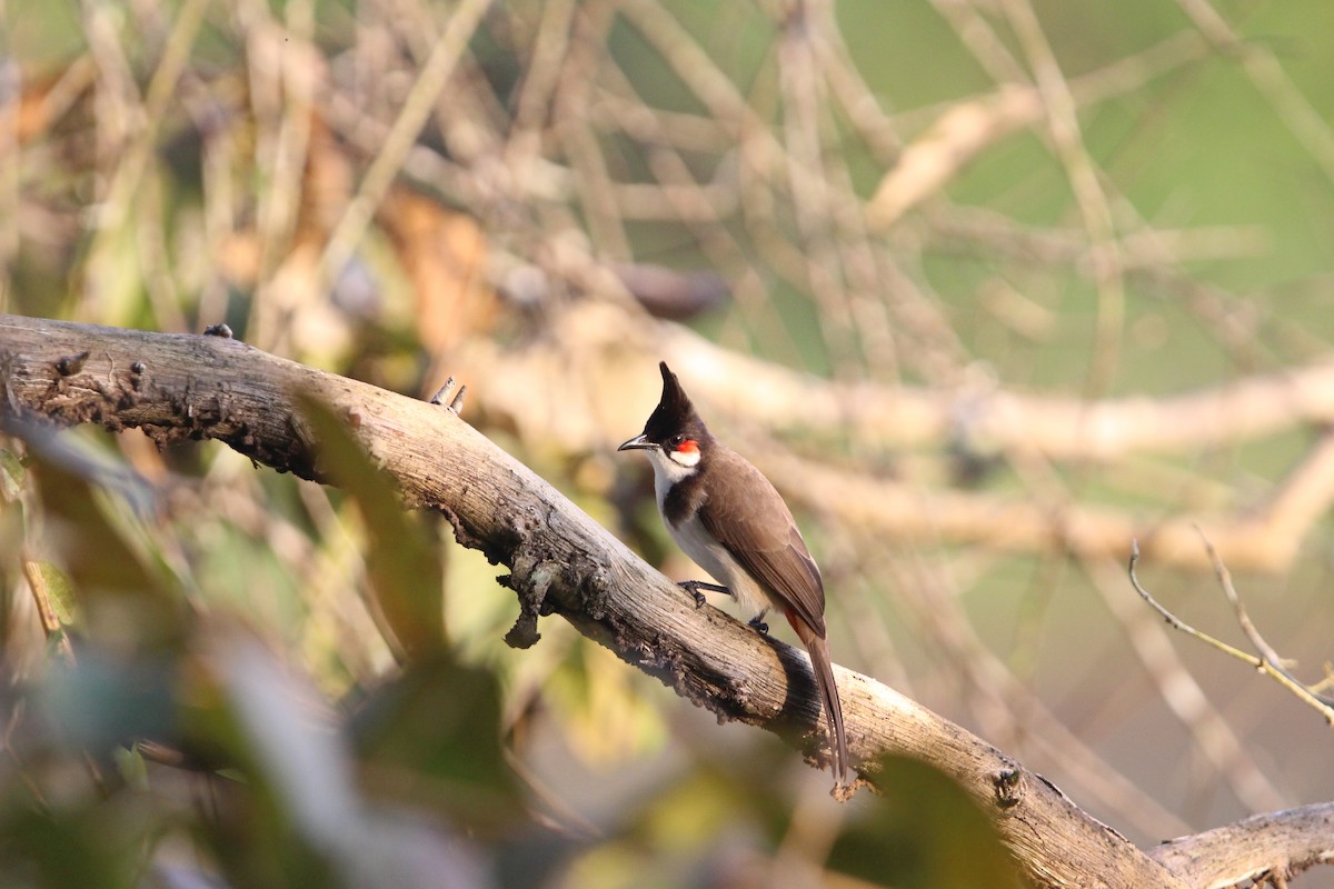 Red-whiskered Bulbul - ML646265841