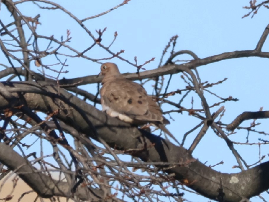 Mourning Dove - ML646265842