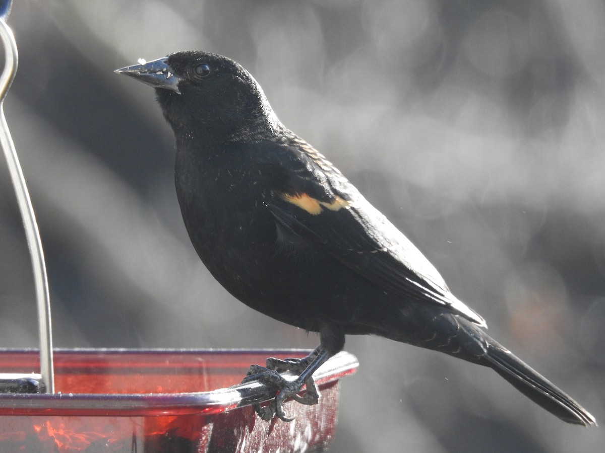 Red-winged Blackbird - ML646265847