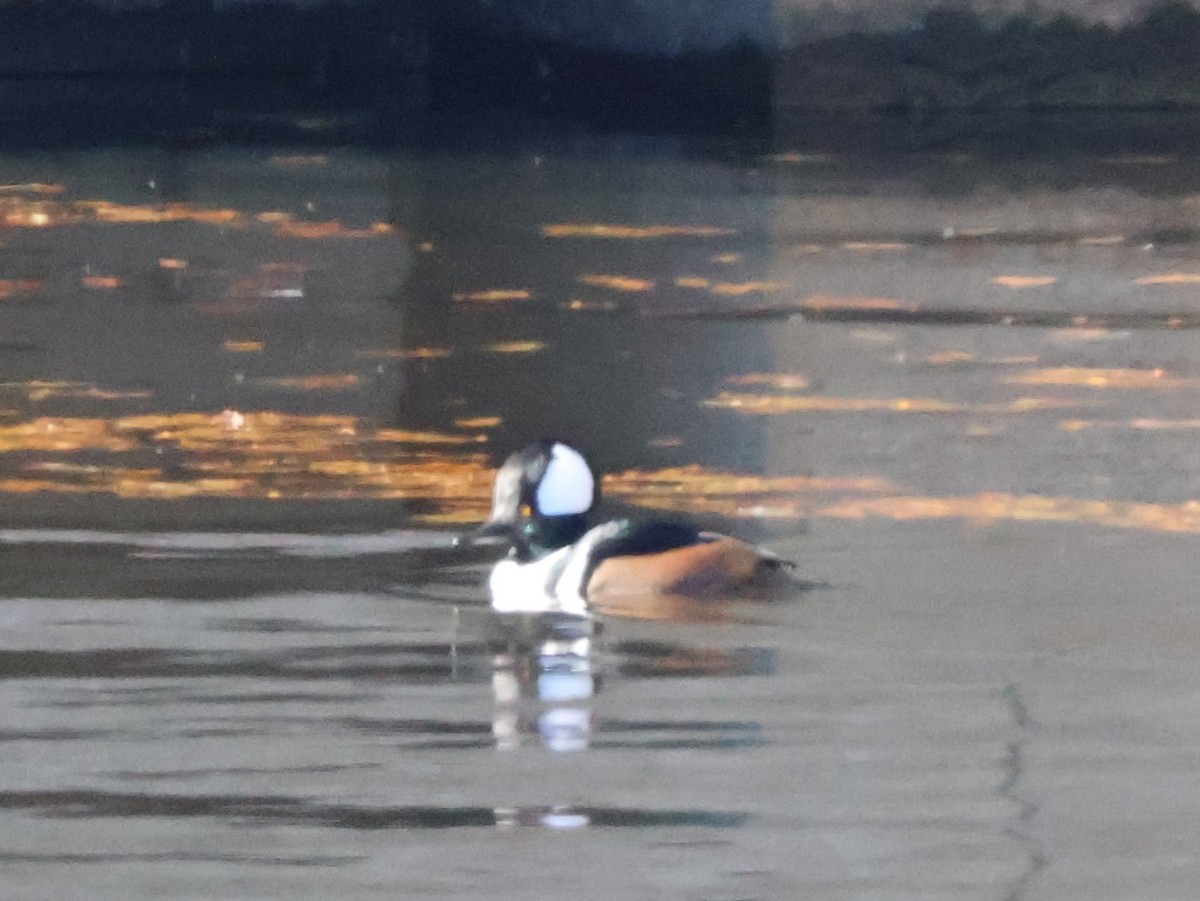 Hooded Merganser - ML646265850