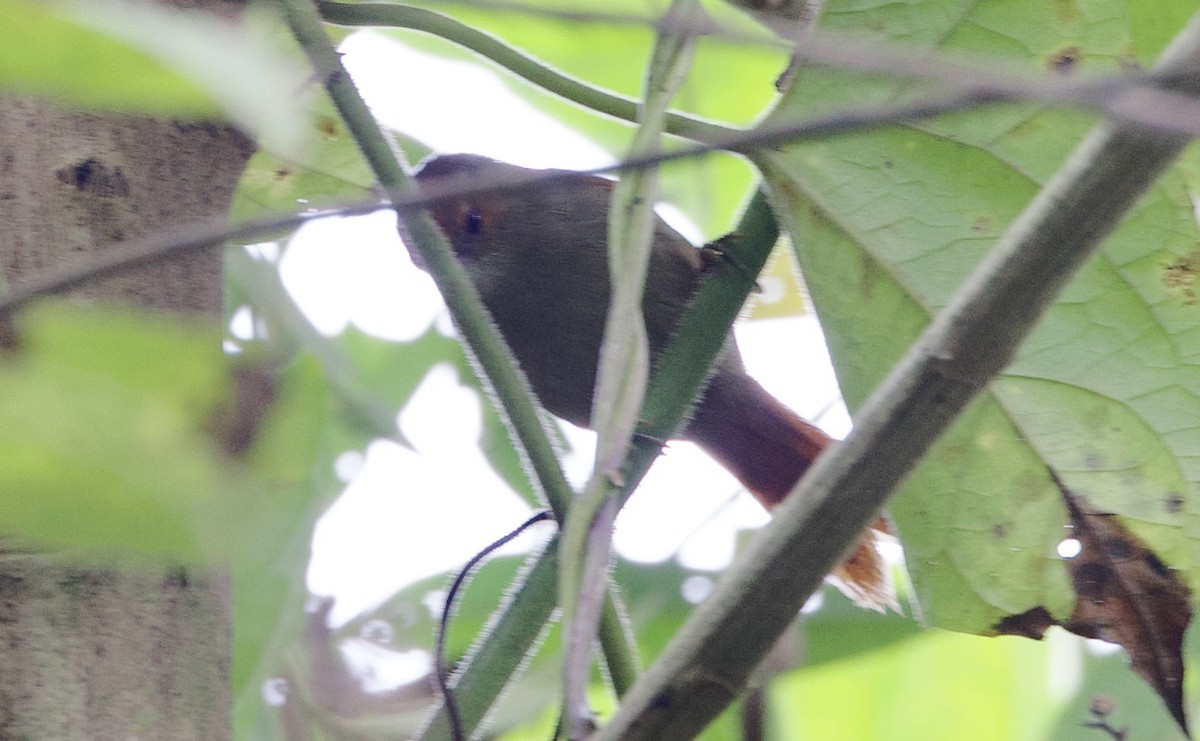 Red-faced Spinetail - ML646265852