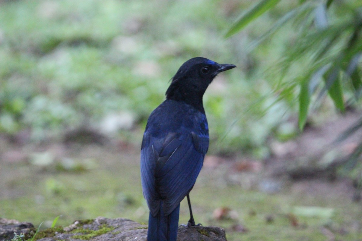 Malabar Whistling-Thrush - ML646265853