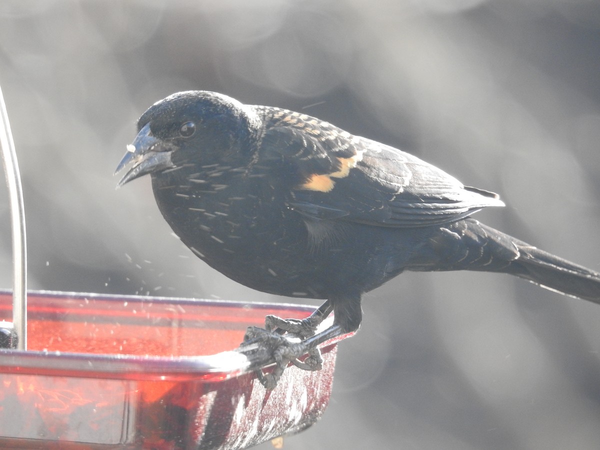 Red-winged Blackbird - ML646265858