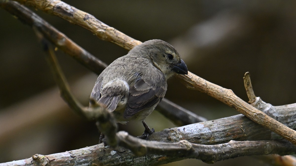 Large Tree-Finch - ML646265870