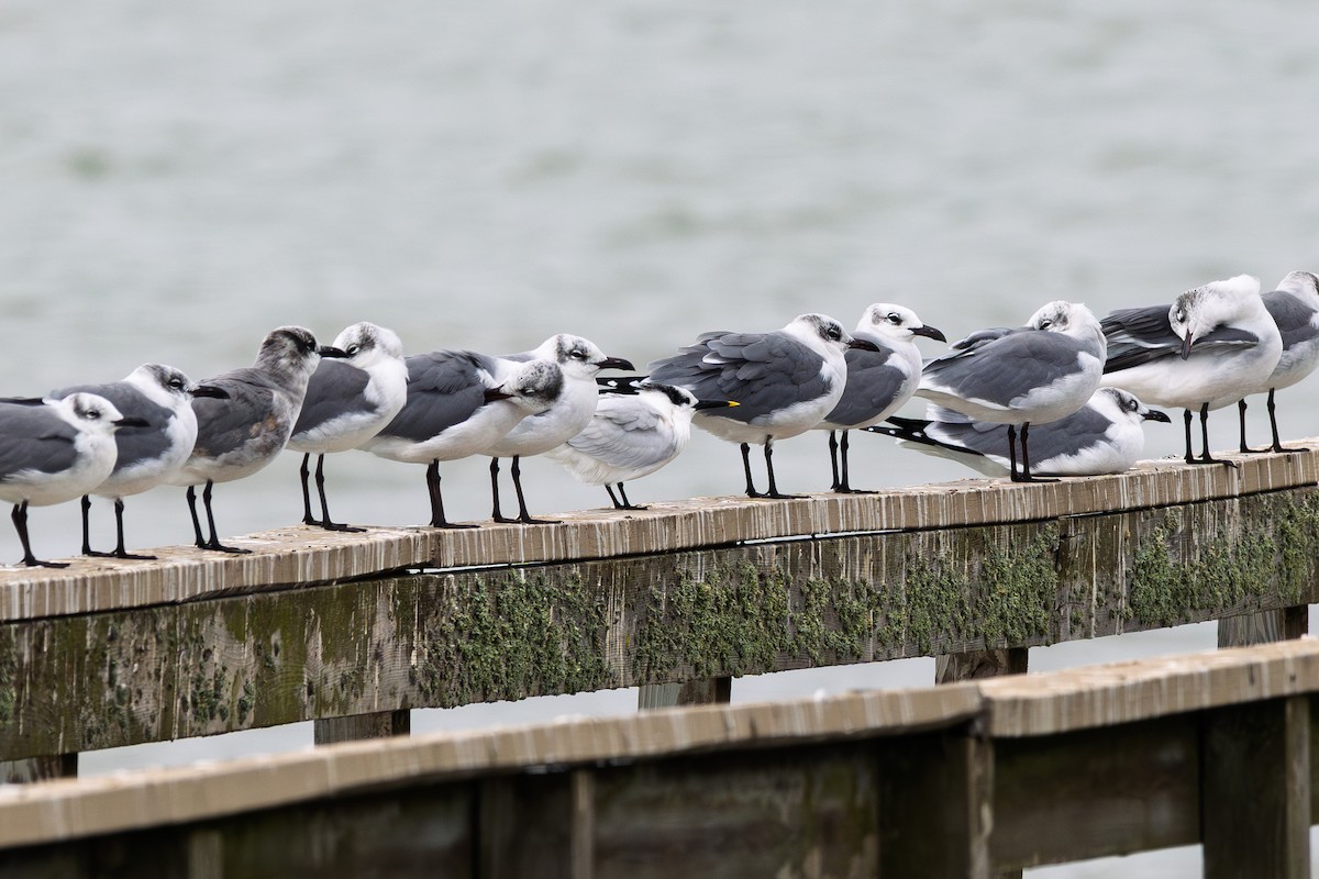 Sandwich Tern - ML646265871