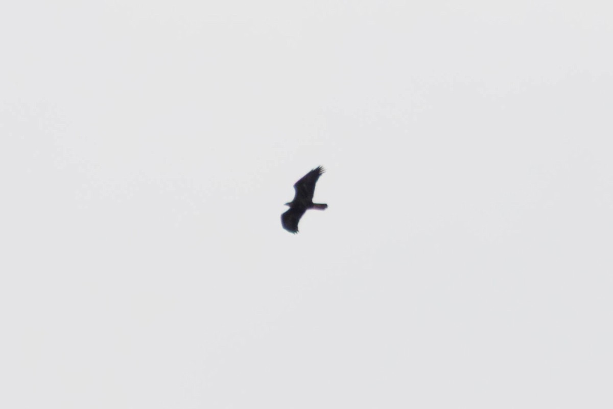 Golden Eagle - ML646265872