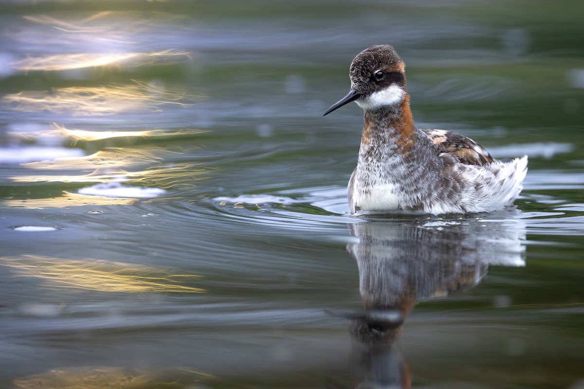 Red-necked Phalarope - ML646265873