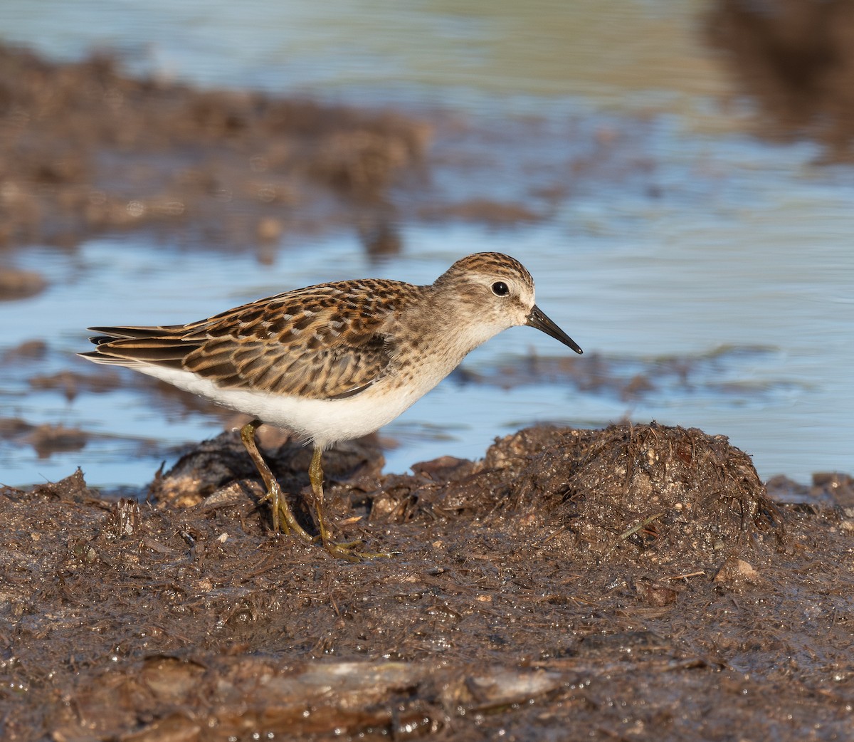 アメリカヒバリシギ - ML646265874