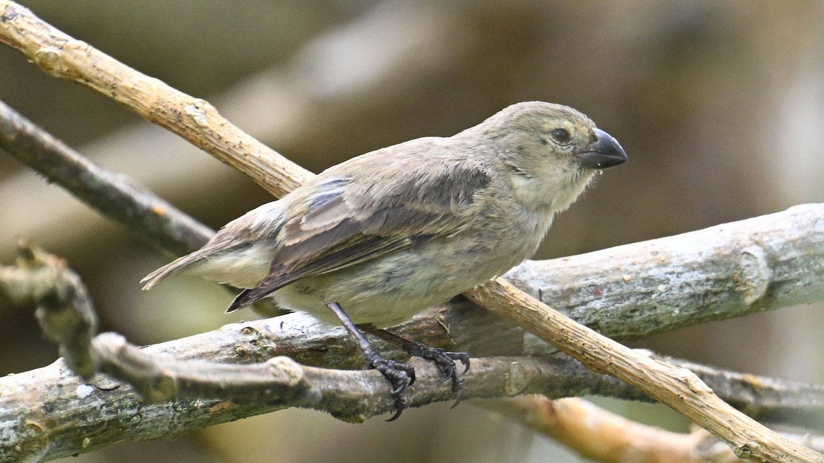 Large Tree-Finch - ML646265877