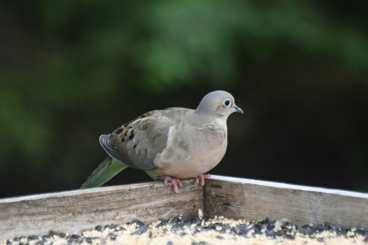 Mourning Dove - ML646265881