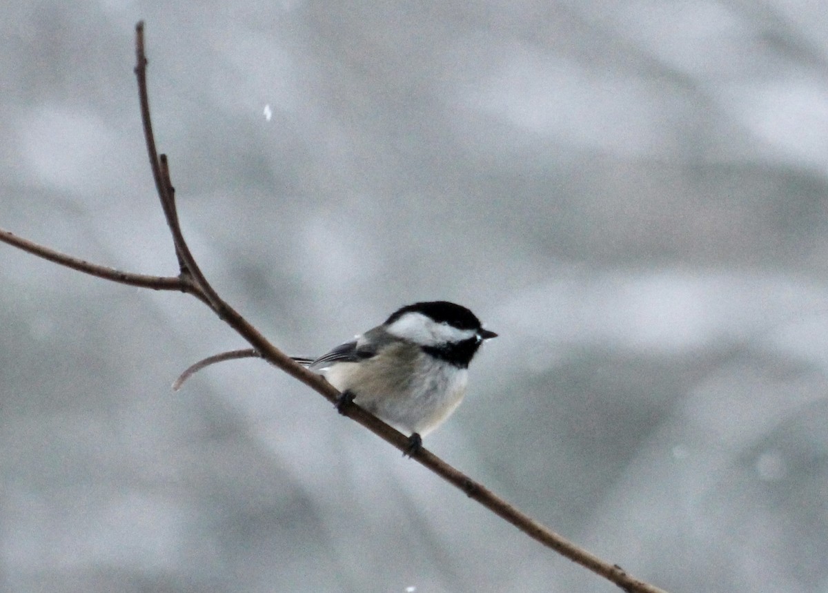 Black-capped Chickadee - ML646265884