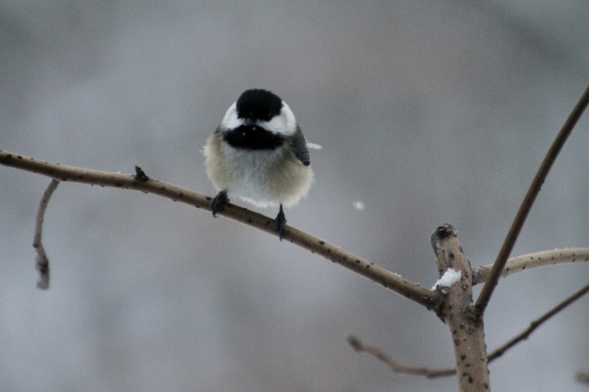 Black-capped Chickadee - ML646265885
