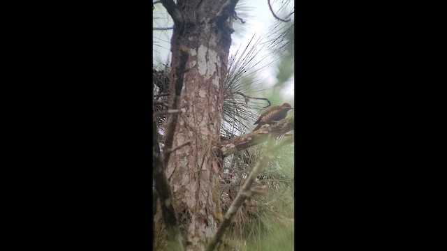 Дятел-смугань панамський - ML646265886