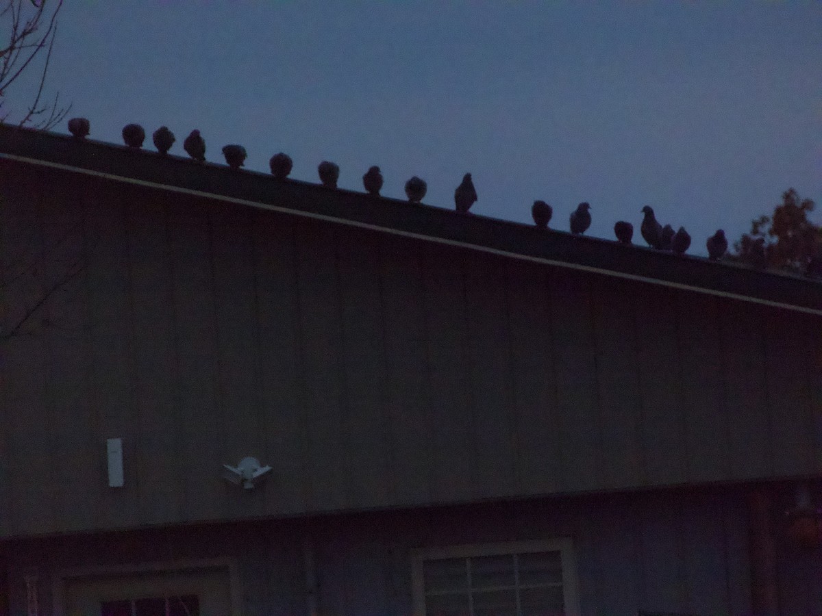 Kaya Güvercini (evcil tip) - ML646265889