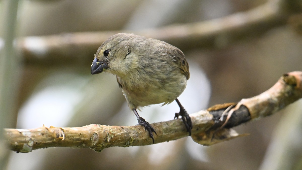 Large Tree-Finch - ML646265890