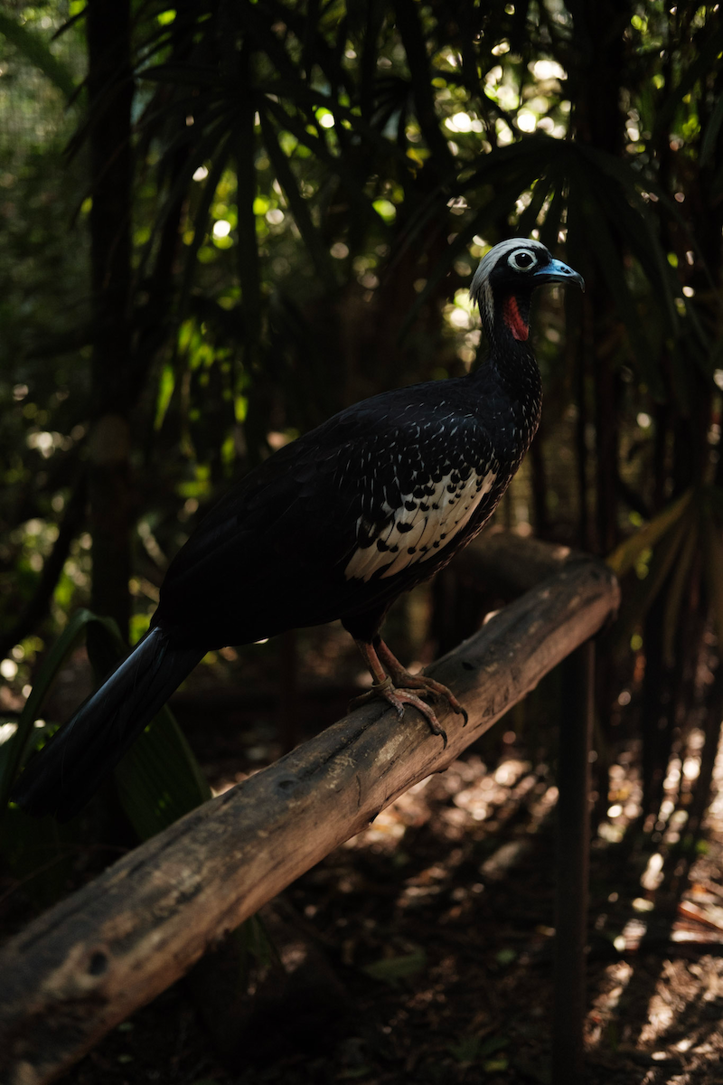 Black-fronted Piping-Guan - ML646265895
