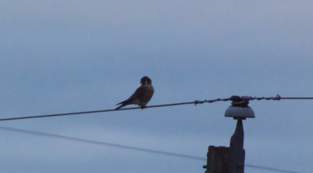 American Kestrel - ML646265897