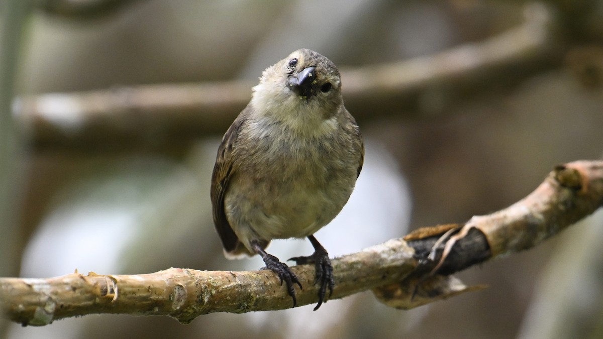Large Tree-Finch - ML646265903