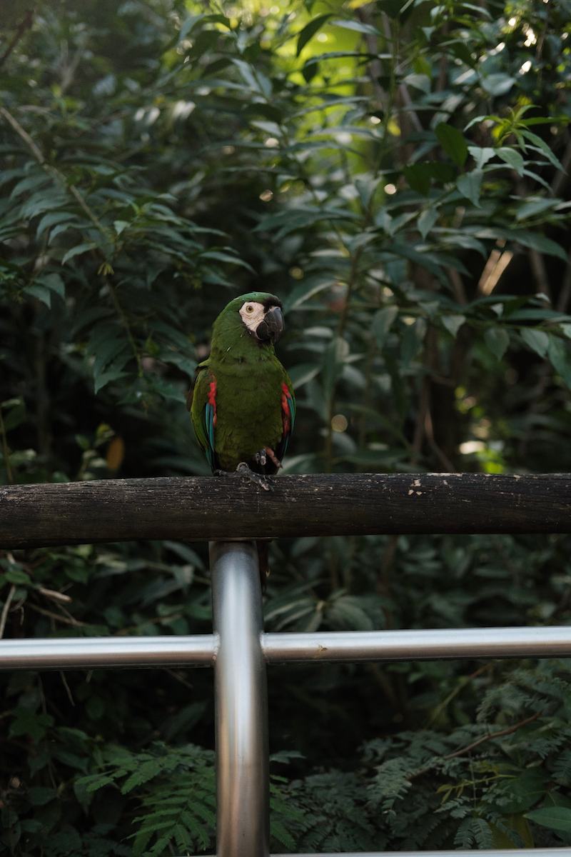 Aratinga begizuria - ML646265906