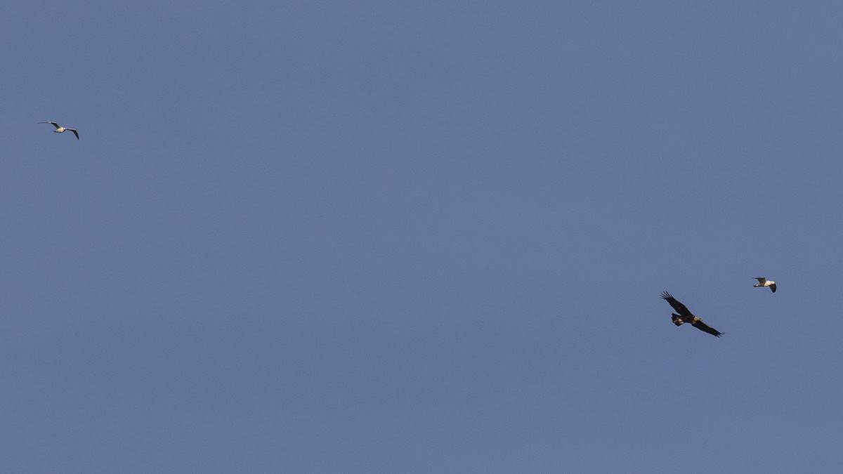 Arrano beltza - ML646265911