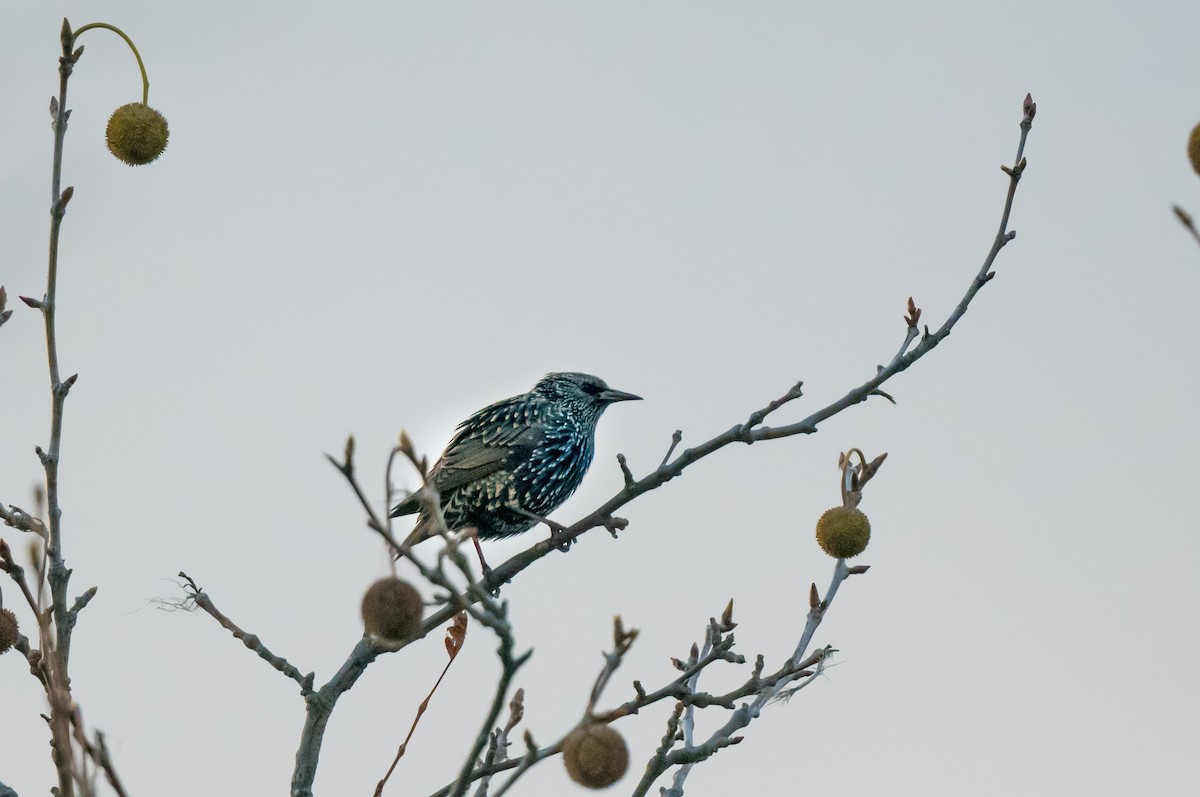 Arabazozo pikarta - ML646265912