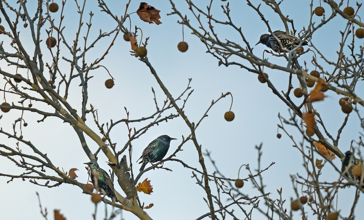 Arabazozo pikarta - ML646265913