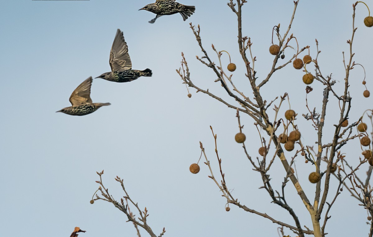 Arabazozo pikarta - ML646265914