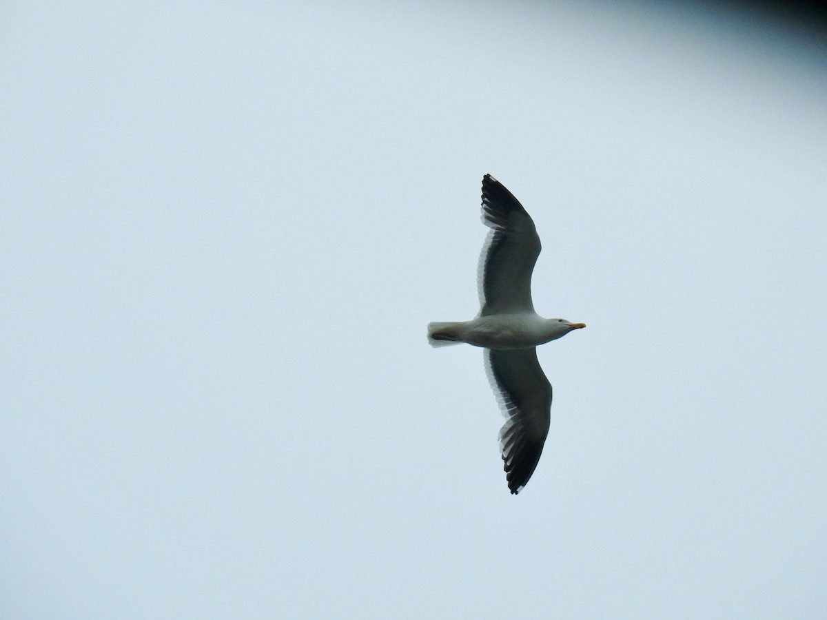 Western Gull - ML646265915