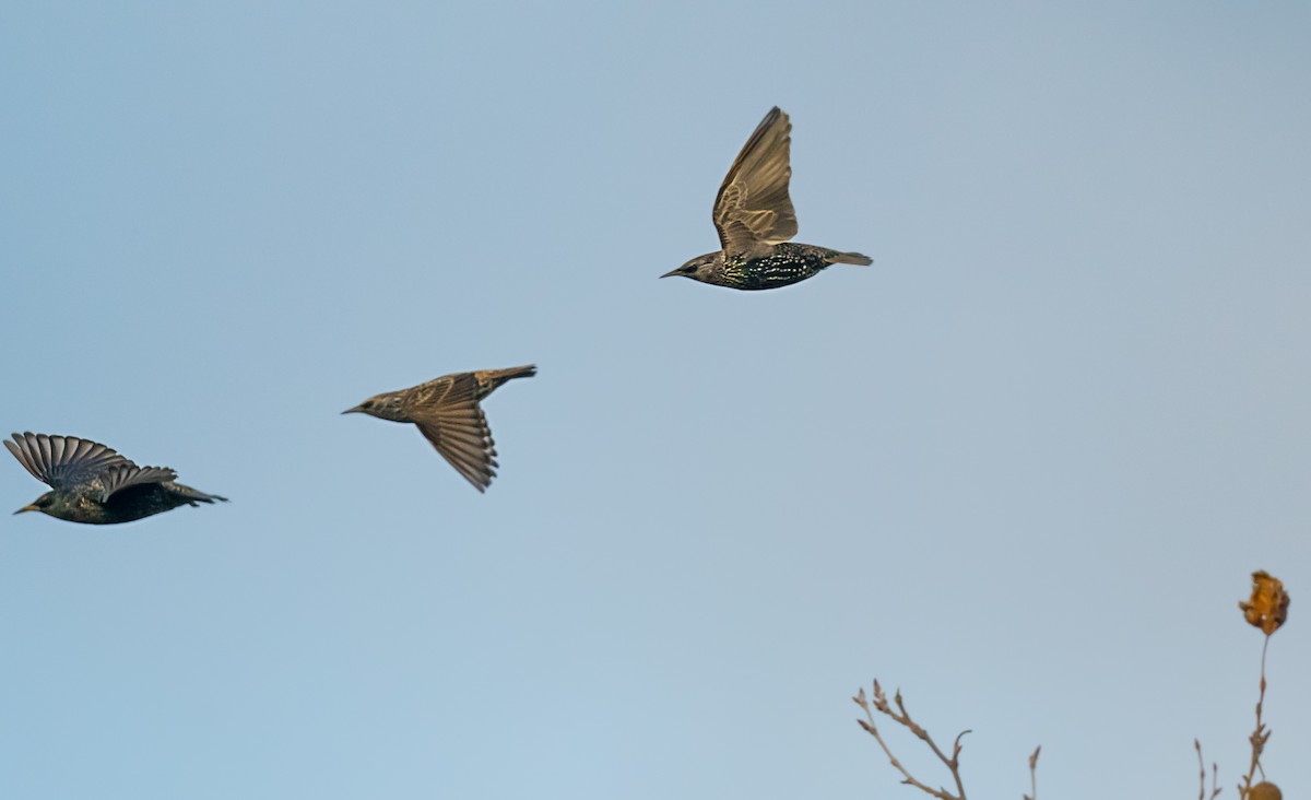 Arabazozo pikarta - ML646265916