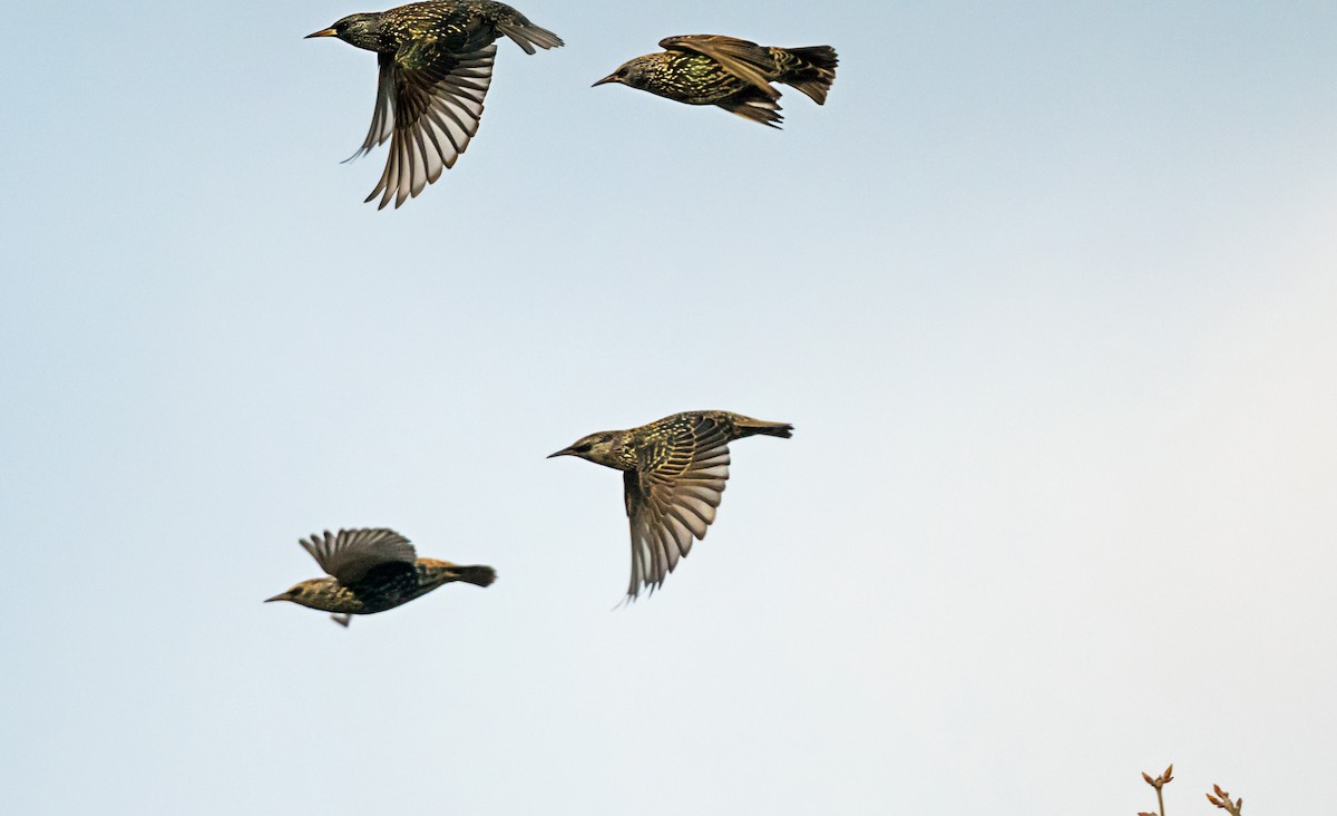 Arabazozo pikarta - ML646265917