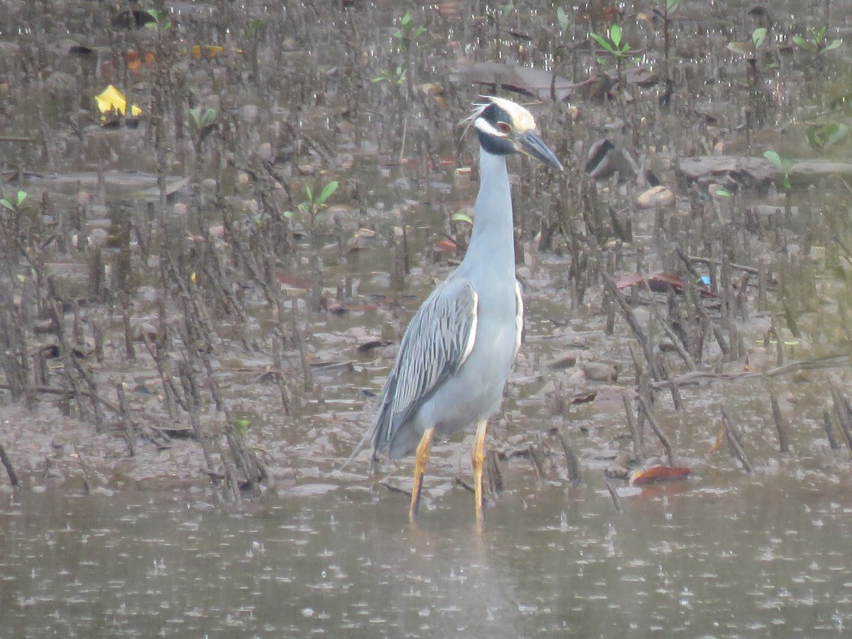 Yellow-crowned Night Heron - ML646265918
