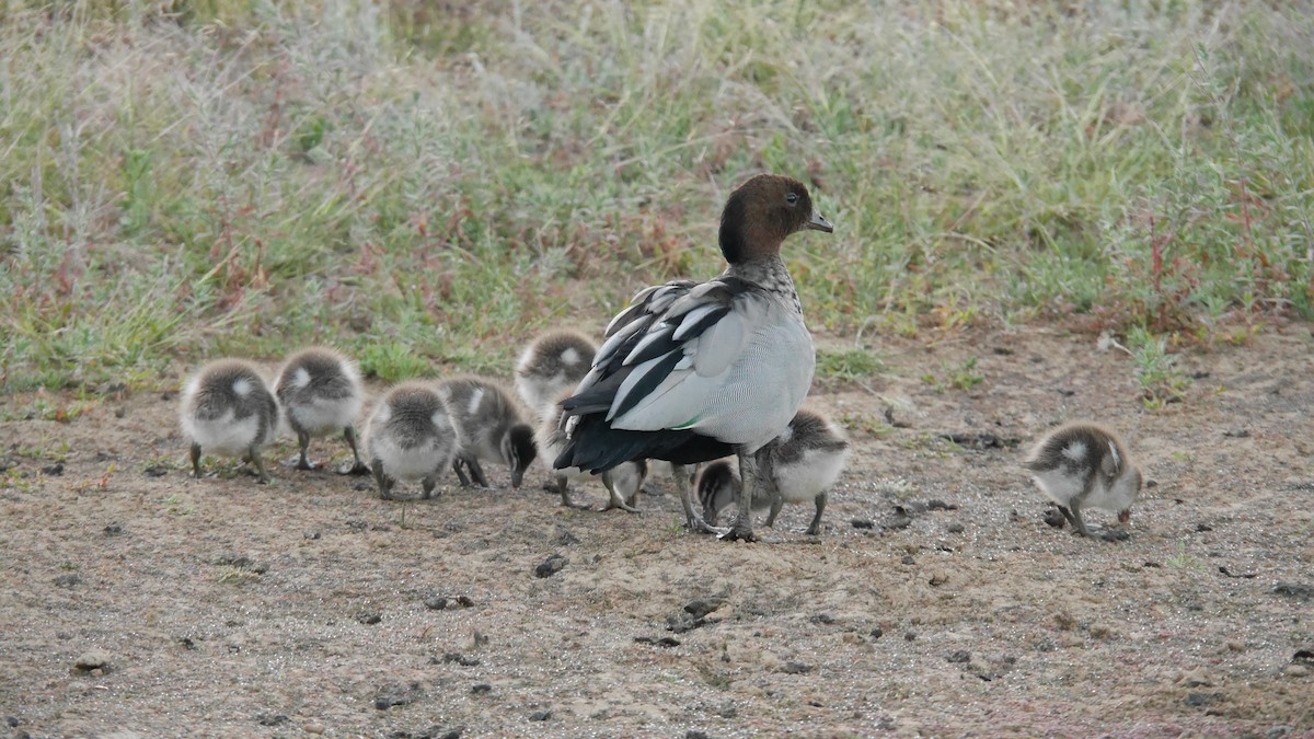 Ahate kalparduna - ML646265919