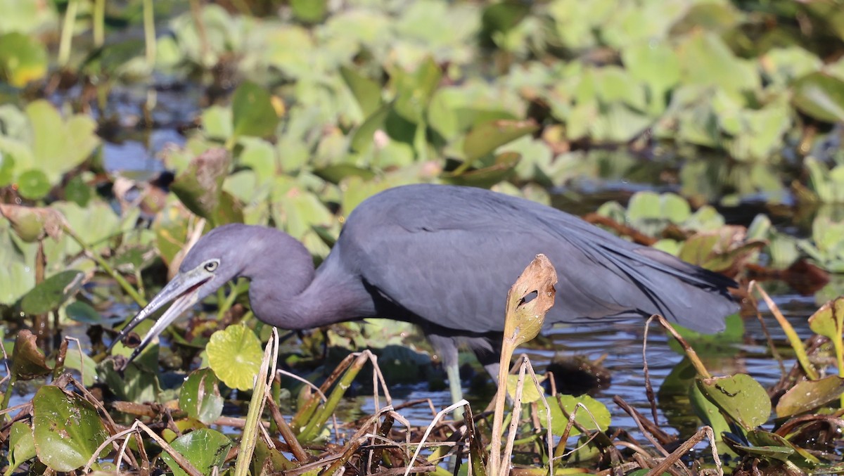 Koartzatxo urdina - ML646265920