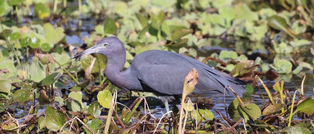 Koartzatxo urdina - ML646265921