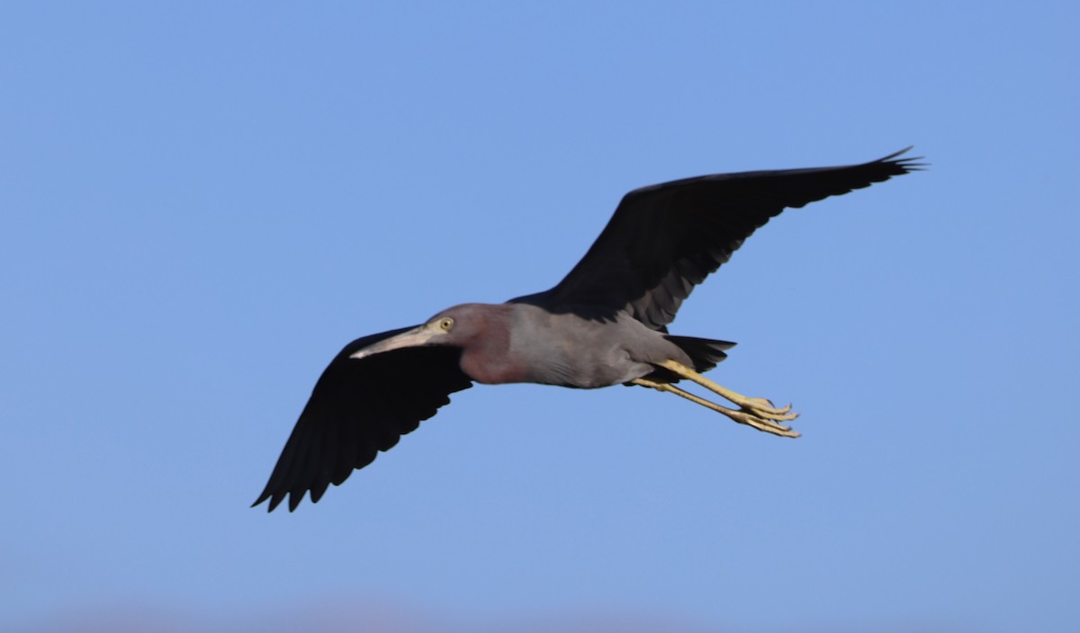 Koartzatxo urdina - ML646265923