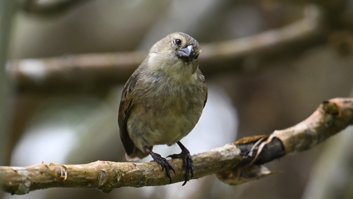 Large Tree-Finch - ML646265924