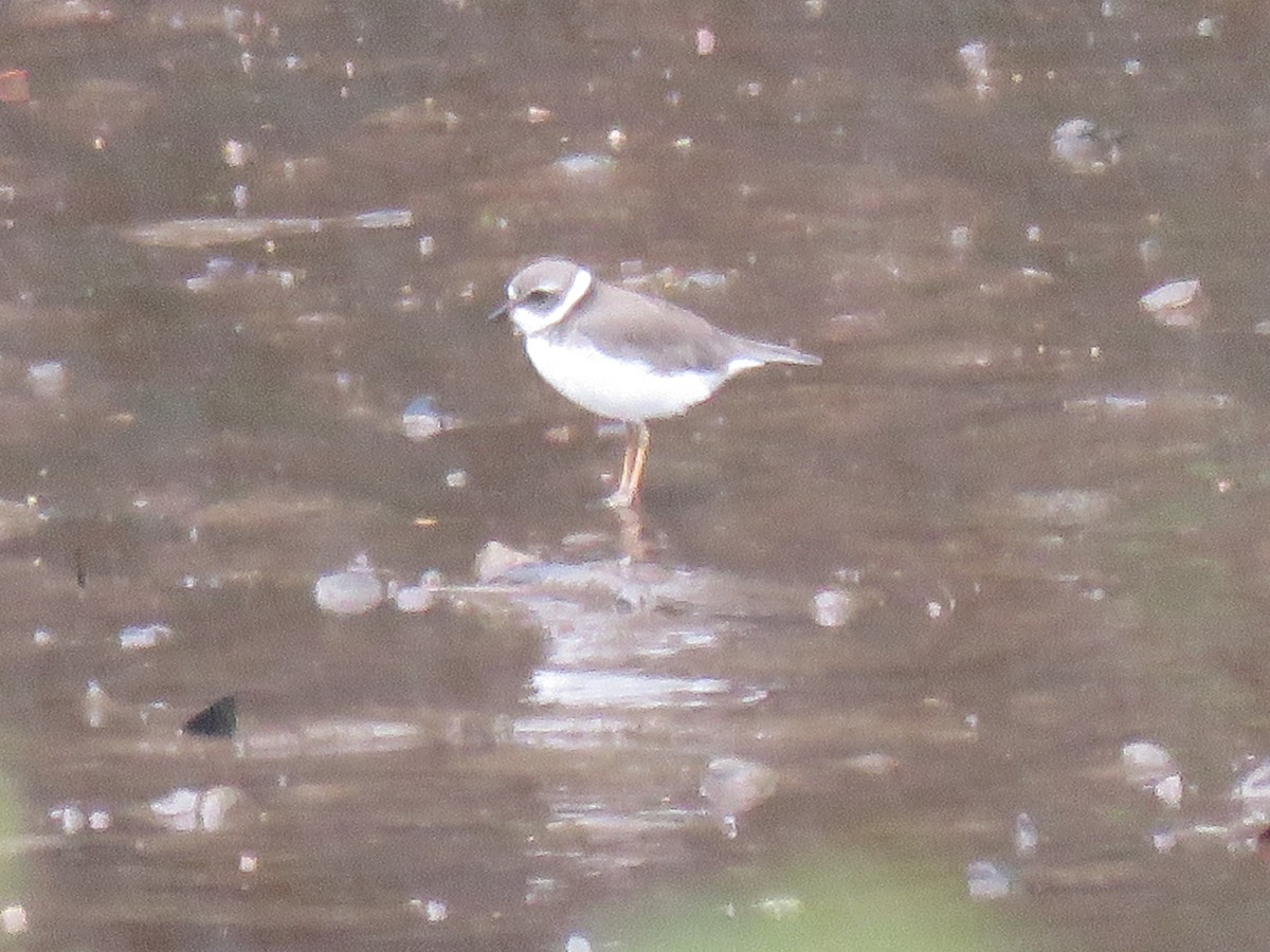 Txirritxo erdipalmatua - ML646265927