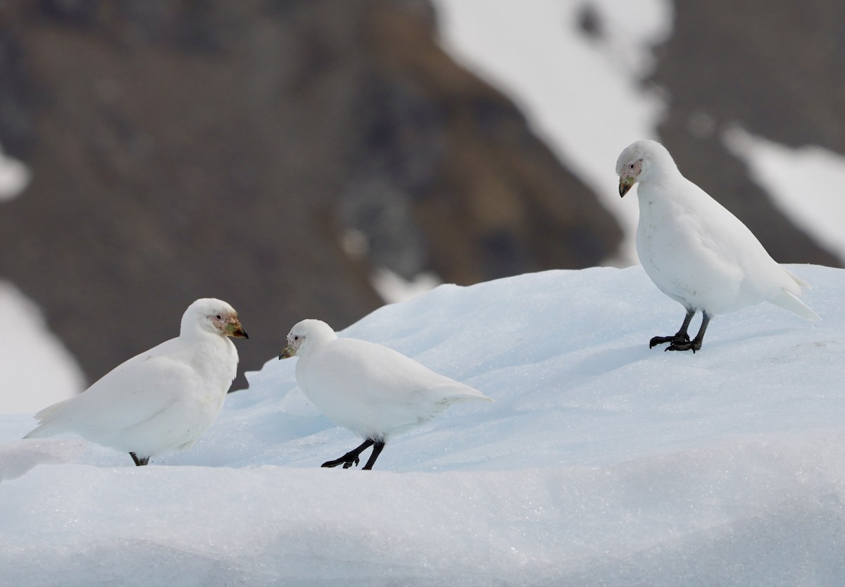 Snowy Sheathbill - ML646265928