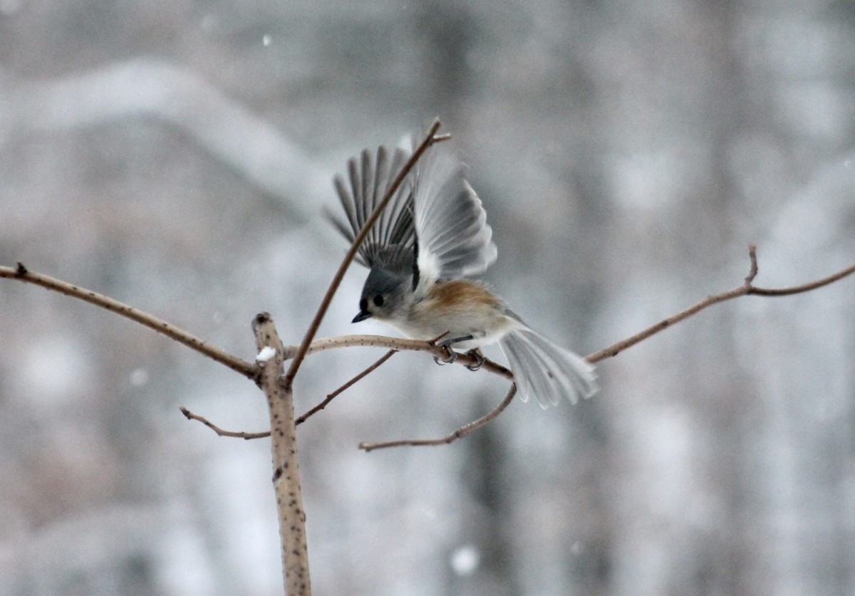 Tufted Titmouse - ML646265929