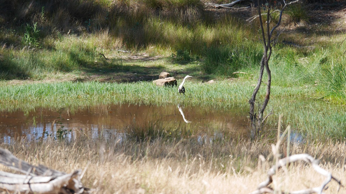 Pacific Heron - ML646265930