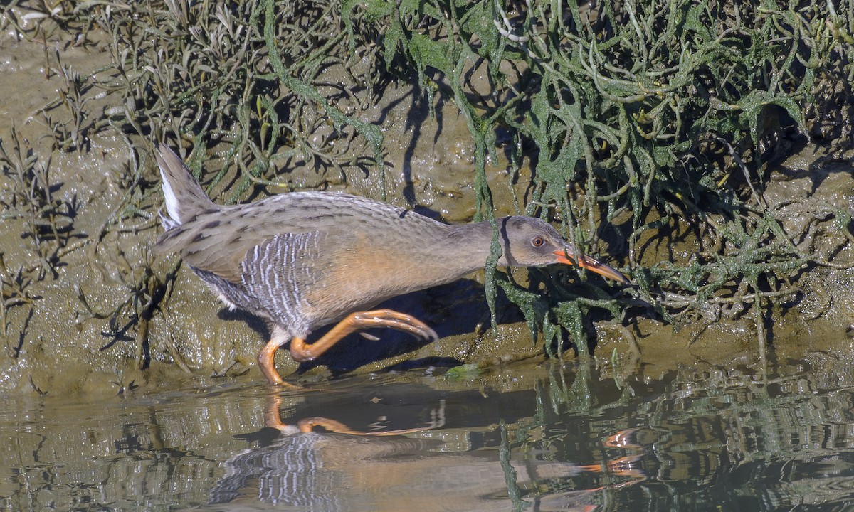 Ridgway's Rail - ML646265931