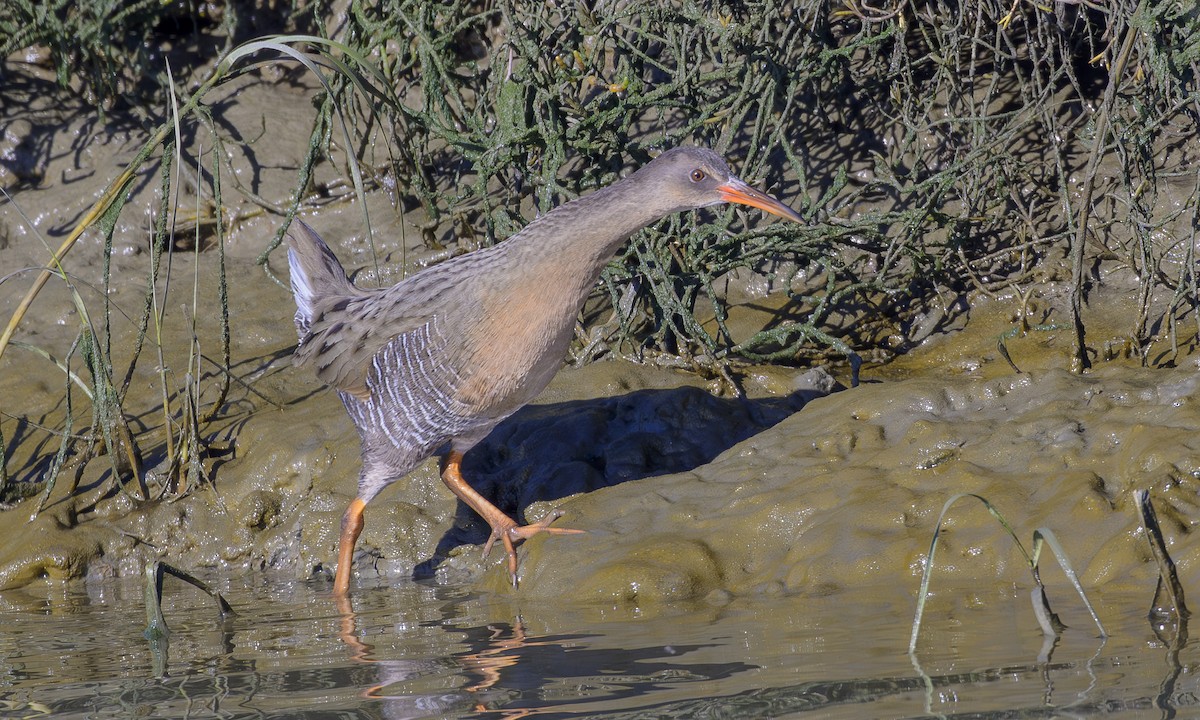 Ridgway's Rail - ML646265932