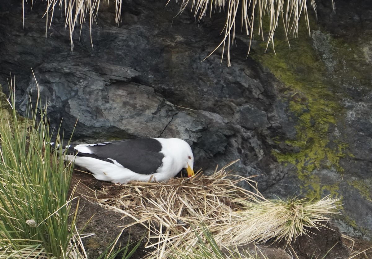 Kaio domingotarra - ML646265935